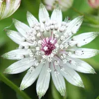 GP 12 x Astrantia major - Zeeuws Knoopje in 9x9 pot met hoogte 0-10cm
