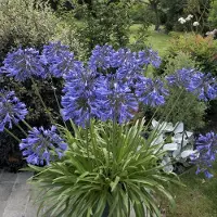 GP 12 x Afrikaanse Lelie XL Blauw - Tuberoos of Kaapse Lelie Vaste Plant - Agapanthus africanus in C2(liter) pot met hoogte 0-30cm