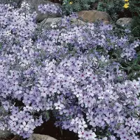 GP 6 x Vlambloem / Voorjaarsvlambloem 'Chattahoochee' - Lichtblauw/Paars Phlox divaricata 'Chattahoochee' - Bodembedekker - Laagblijvend in 9x9cm pot met hoogte 0-10cm