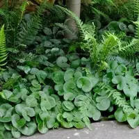 GP 6 x Mansoor Groen - Vaste Plant Wintergroen - Asarum europaeum in 9x9 pot met hoogte 0-10cm