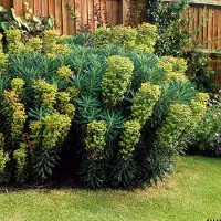 GP 25 x Euphorbia characias wulfenii - Wolfsmelk in 9x9cm pot met hoogte 5-10cm