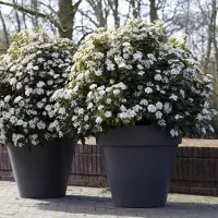 GP 8 x Viburnum tinus Wit - Sneeuwbal - Sierheester - Wintergroene Struik in C3(liter) pot met hoogte 30-50cm
