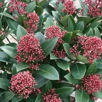 GP 8 x Skimmia japonica Rubella Rood|Wit - Sierheester Wintergroene Struik in C2(liter) pot met hoogte 20-30cm