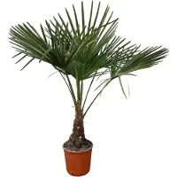 Green bubble Trachycarpus Fortunei - 130cm