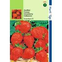 Hortitops 2 stuks - Hortitops - Aardbeien Sarian F1