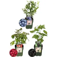 Frank GmbH | "Vruchten feestje" BIO Fruitplanten mix set van 3 verschillende soorten | 100% Biologisch gekweekt | Fruittuin | Fruit | Planten | Tuinplanten