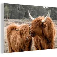 MuchoWow Wanddecoratie Metaal - Aluminium Schilderij Industrieel - Schotse hooglander - Dieren - Bos - 90x60 cm - Dibond - Foto op aluminium - Industriële muurdecoratie - Voor de woonkamer/slaapkamer
