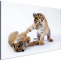 MuchoWow Wanddecoratie Metaal - Aluminium Schilderij Industrieel - Tijger - Welp - Wit - 120x80 cm - Dibond - Foto op aluminium - Industriële muurdecoratie - Voor de woonkamer/slaapkamer