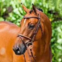 Hankkija.fi Constance Gevoerd Gecombineerd Hoofdstel, Light Brown, Vollblut