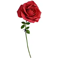 Mikamax Grote Roos - XXL Rose