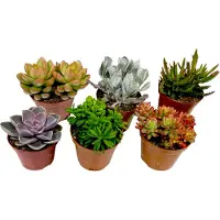 FloraStore Mini Vetplanten - Mix van 6 stuks Vetplanten - Pot 5,5cm - Hoogte 5-10cm Succulent Mix P5,5 x6
