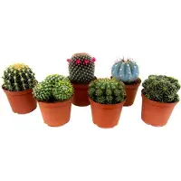 Plant in a Box Mix van Mini Cactussen - Mix van 6 stuks - Pot 5,5cm - Hoogte 5-10cm Cactus Mix P5,5 x6