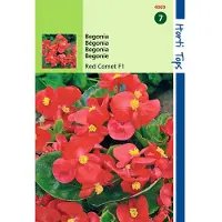 Hortitops 2 stuks - Hortitops - Begonia Semp. F1 Hybride Rode Komeet