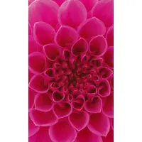 Dimex Fotobehang - Pink Dahlia 150x250cm - Vliesbehang