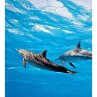 Dimex Fotobehang - Dolphins 225x250cm - Vliesbehang