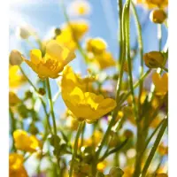 Dimex Fotobehang - Yellow Flower 225x250cm - Vliesbehang