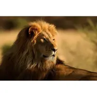 Dimex Fotobehang - Lion 375x250cm - Vliesbehang