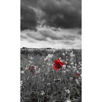 Dimex Fotobehang - Poppies Black 150x250cm - Vliesbehang