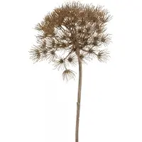 Huismerk Kunstbloem Heracleum Bruin - 80 cm