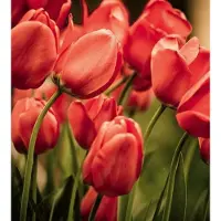 Dimex Fotobehang - Red Tulips 225x250cm - Vliesbehang