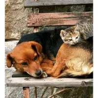 Dimex Fotobehang - Cat and Dog 225x250cm - Vliesbehang