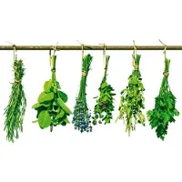 Dimex Fotobehang - Herbs 225x250cm - Vliesbehang