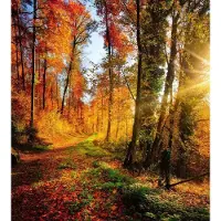 Dimex Fotobehang - Forest Walk 225x250cm - Vliesbehang