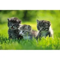 Dimex Fotobehang - Kittens 375x250cm - Vliesbehang