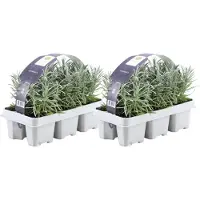 Frank GmbH - 12 Lavendelplanten - Vaste planten - Tuinplanten - 12 x Ø7 cm - 15 cm - Lavendelplant winterhard - planten