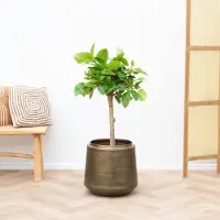 Green bubble Ficus Altissima Variegata - 100cm