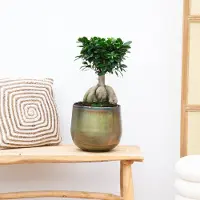 Green bubble Ficus Microcarpa Ginseng - 50cm