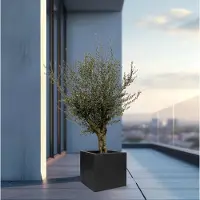 Green bubble Olijfboom Olea Europaea Lorc vertakt inclusief pot Block - 225cm