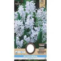 Florex Puschkinia Libanotica 5/6 30 stuks
