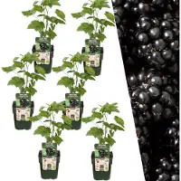 Plants by Frank | 6 Bramenplanten | 100% Biologische Fruitplanten | Bramen | Tuinplanten | Winterharde Planten voor de Tuin