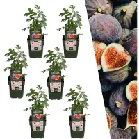 Plants by Frank | 6 Vijgenboom planten | 100% Biologische Fruitplanten | Vijgenboom Winterhard | Tuinplanten | Winterharde Planten voor de Tuin