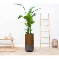 Green bubble Combi deal - Strelitzia Nicolai inclusief vaas Elisa Mystic - 190cm