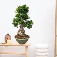Green bubble Ficus Microcarpa Ginseng - 85 cm