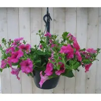 Warentuin Collection Hangplant Surfinia Hang Petunia roze