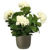 Mica Decorations Hortensia kunstplant/kunstbloemen 45 cm - wit - in pot olijfgroen mat - Kunstplanten