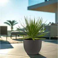 Green bubble Dracaena Draco - 70cm
