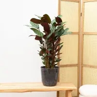 Green bubble Calathea Compactstar - 90cm