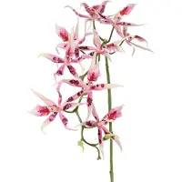 Driesprong Collection - Spiderorchidee brassia roze met 9 bloemen...