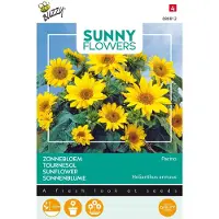 Buzzy 3 stuks - Buzzy - Sunny flowers pacino gold