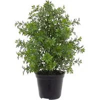 Maxifleur Kunstplanten Eucalyptus kunstplant 30cm - UV bestendig in pot