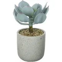 Parlane kunst vetplant Echeveria in stenen sierpotje - 10 x 10 x 20 cm