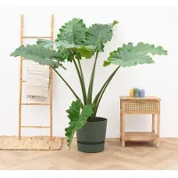 Green bubble Alocasia Portodora - 120cm