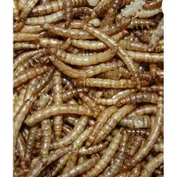 Suren Collection Meelwormen 10 liter voer