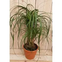 Warentuin Collection Olifantspoot 50 cm Beaucarnea recuvata gedeelde stam Kamerplant