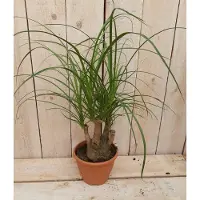 Warentuin Collection Olifantspoot 30 cm Beaucarnea klein Kamerplant recuvata gedeelde stam