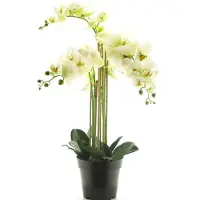 Botanic-Haus (Best) RT Phalaenopsis Bora x5 in pot 60cm white